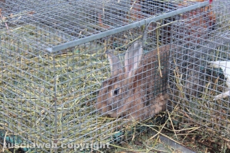 Sant'Antonio, la benedizione degli animali