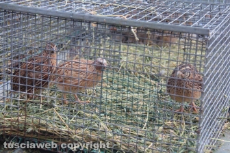 Sant'Antonio, la benedizione degli animali