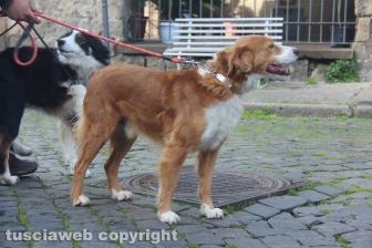 Sant'Antonio, la benedizione degli animali
