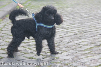 Sant'Antonio, la benedizione degli animali