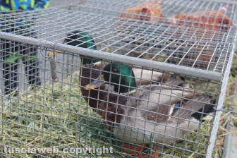 Sant'Antonio, la benedizione degli animali