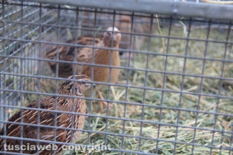 Sant'Antonio, la benedizione degli animali