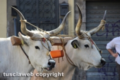Viterbo - Santissimo Salvatore 2014