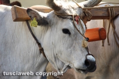 Viterbo - Santissimo Salvatore 2014