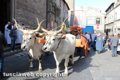 Viterbo - Santissimo Salvatore 2014
