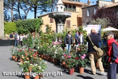 Viterbo - Sboccia San Pellegrino in fiore