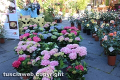 Viterbo - Sboccia San Pellegrino in fiore