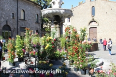 Viterbo - Sboccia San Pellegrino in fiore