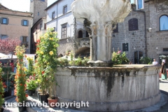 Viterbo - Sboccia San Pellegrino in fiore