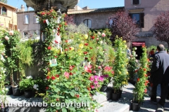 Viterbo - Sboccia San Pellegrino in fiore