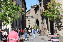 Viterbo - Sboccia San Pellegrino in fiore