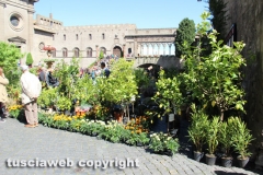 Viterbo - Sboccia San Pellegrino in fiore