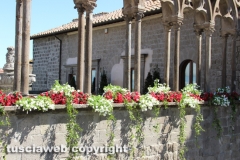 Viterbo - Sboccia San Pellegrino in fiore