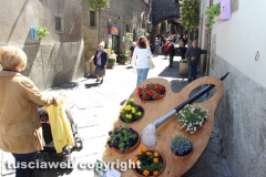 Viterbo - Sboccia San Pellegrino in fiore