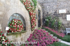 Viterbo - Sboccia San Pellegrino in fiore