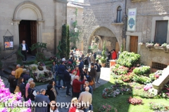 Viterbo - Sboccia San Pellegrino in fiore