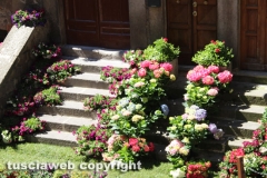 Viterbo - Sboccia San Pellegrino in fiore