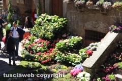 Viterbo - Sboccia San Pellegrino in fiore