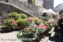Viterbo - Sboccia San Pellegrino in fiore