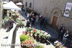 Viterbo - Sboccia San Pellegrino in fiore