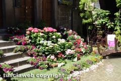 Viterbo - Sboccia San Pellegrino in fiore
