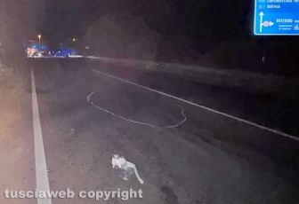 Viterbo - Scontro tra due moto sulla Cassia sud, un morto e un ferito grave