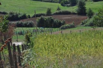 Scoperta maxipiantagione di canapa indiana