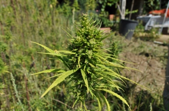 Scoperta maxipiantagione di canapa indiana