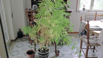 Scoperta maxipiantagione di canapa indiana