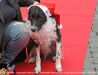 Natale a 4 zampe