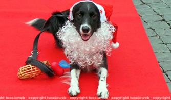 Natale a 4 zampe
