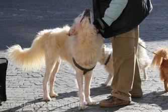 Sfilata di Sant\'Antonio e benedizione degli animali