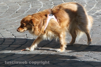 Sfilata di Sant\'Antonio e benedizione degli animali
