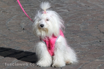 Sfilata di Sant\'Antonio e benedizione degli animali