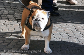 Sfilata di Sant\'Antonio e benedizione degli animali