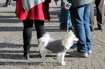 Sfilata di Sant\'Antonio e benedizione degli animali