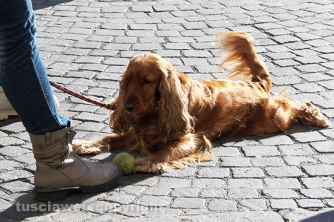 Sfilata di Sant\'Antonio e benedizione degli animali