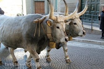 Sfilata di Sant\'Antonio e benedizione degli animali