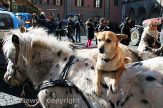 Sfilata di Sant\'Antonio e benedizione degli animali