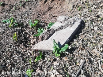 Sistemato costone a Foro Cassio