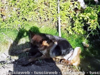 Viterbo - Spes, il pastore tedesco trovato in una fogna con le zampe legate
