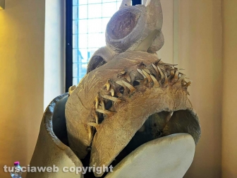 Squali predatori perfetti