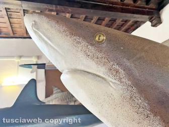 Squali predatori perfetti