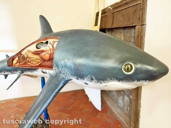 Squali predatori perfetti