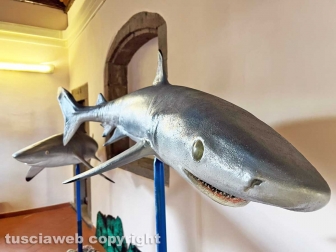 Squali predatori perfetti