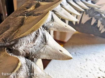 Squali predatori perfetti