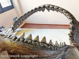 Squali predatori perfetti