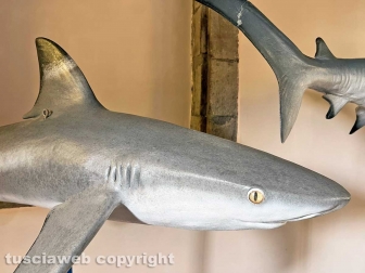 Squali predatori perfetti