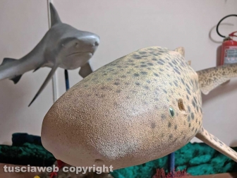 Squali predatori perfetti