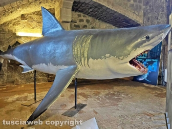 Squali predatori perfetti